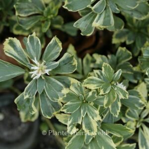 Pachysandra terminalis 'Variegata'
