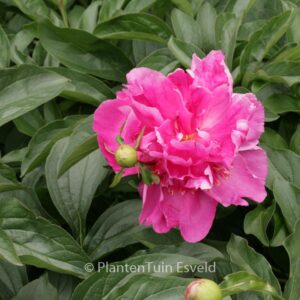 Paeonia 'Alexander Fleming'
