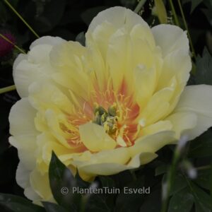 Paeonia 'Bartzella'