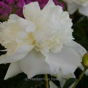 Paeonia 'Duchesse de Nemours'