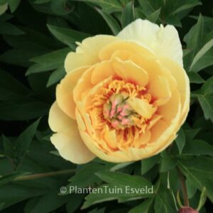 Paeonia 'Garden Treasure'