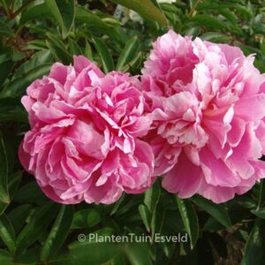 Paeonia 'Jacorma'