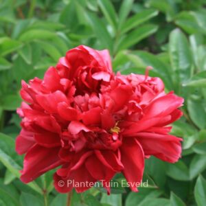 Paeonia 'Karl Rosenfield'