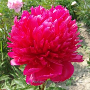 Paeonia 'Many Happy Returns'