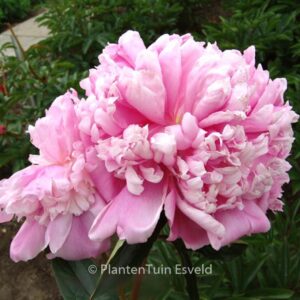 Paeonia 'Monsieur Jules Elie'