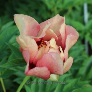Paeonia 'Old Rose Dandy' (Itoh)