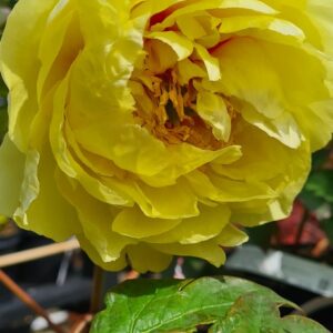 Paeonia 'Yellow Crown' (Itoh)