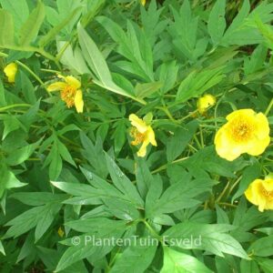 Paeonia lutea