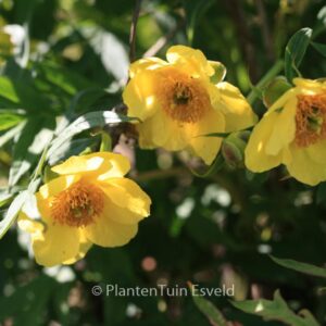 Paeonia lutea ludlowii