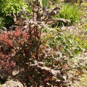 Paeonia suffruticosa