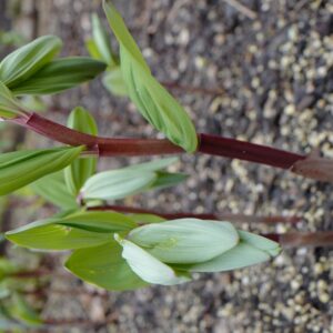 Paeonia suffruticosa 'Kamata nishiki'