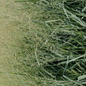 Panicum virgatum 'Blue Fountain'