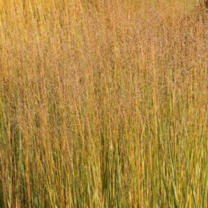 Panicum virgatum 'Heavy Metal'