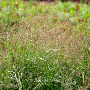Panicum virgatum 'Kupferhirse'