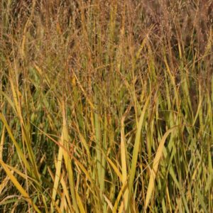 Panicum virgatum 'Kurt Bluemel'