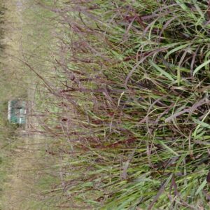 Panicum virgatum 'Oxblood Autumn'