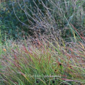 Panicum virgatum 'Rehbraun'