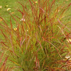 Panicum virgatum 'Rotstrahlbusch'