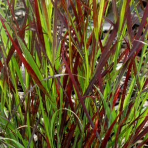 Panicum virgatum 'Sangria'