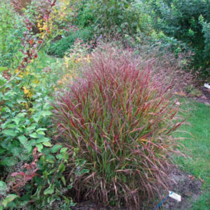 Panicum virgatum 'Shenandoah'