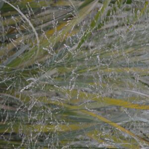 Panicum virgatum 'Thundercloud'