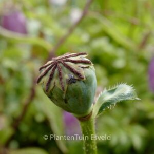 Papaver orientale 'Prinzessin Viktoria Luise'