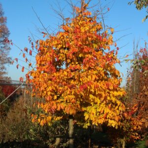 Parrotia persica 'Bella'