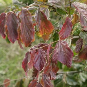 Parrotia persica 'Biltmore'