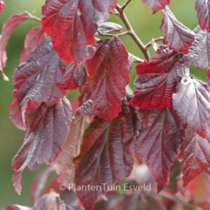 Parrotia persica 'Burgundy'