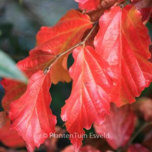 Parrotia persica 'Felicie'