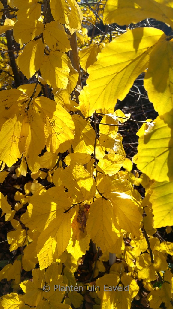 Parrotia persica 'Het Plantsoen'