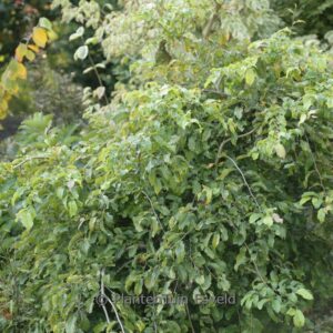 Parrotia persica 'Kew's Weeping'