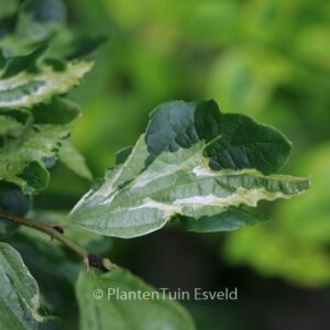 Parrotia persica 'Persian Lace'