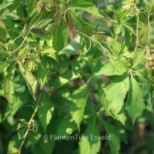 Parthenocissus heptaphylla