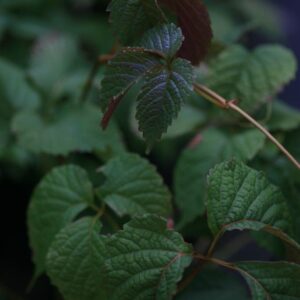 Parthenocissus himalayana