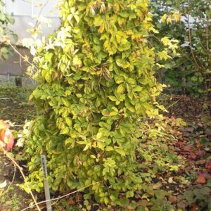 Parthenocissus quinquefolia 'Golden Autumn'