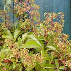 Parthenocissus thomsonii