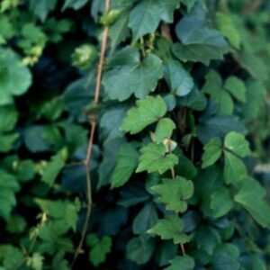 Parthenocissus tricuspidata 'Beverley Brook'