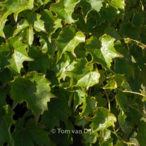 Parthenocissus tricuspidata 'Crug Compact'