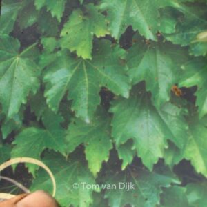 Parthenocissus tricuspidata 'Diamond Mountain