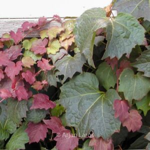 Parthenocissus tricuspidata 'Purpurea'