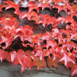 Parthenocissus tricuspidata 'Veitchii'