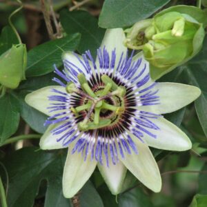 Passiflora caerulea