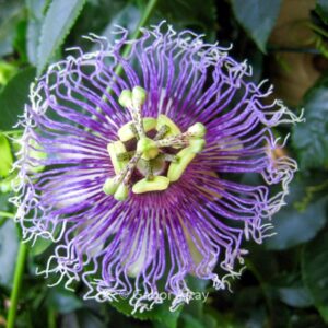 Passiflora edulis