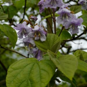 Paulownia tomentosa