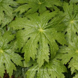 Peltoboykinia watanabei