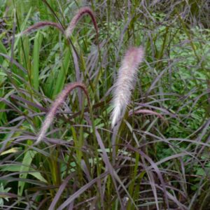 Pennisetum advena 'Rubrum'