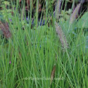 Pennisetum alopecuroides 'Cassian'