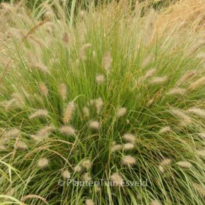 Pennisetum alopecuroides 'Hameln'