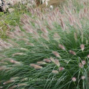 Pennisetum alopecuroides 'Herbstzauber'